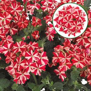 Afbeelding van Verbena P12 Red star
